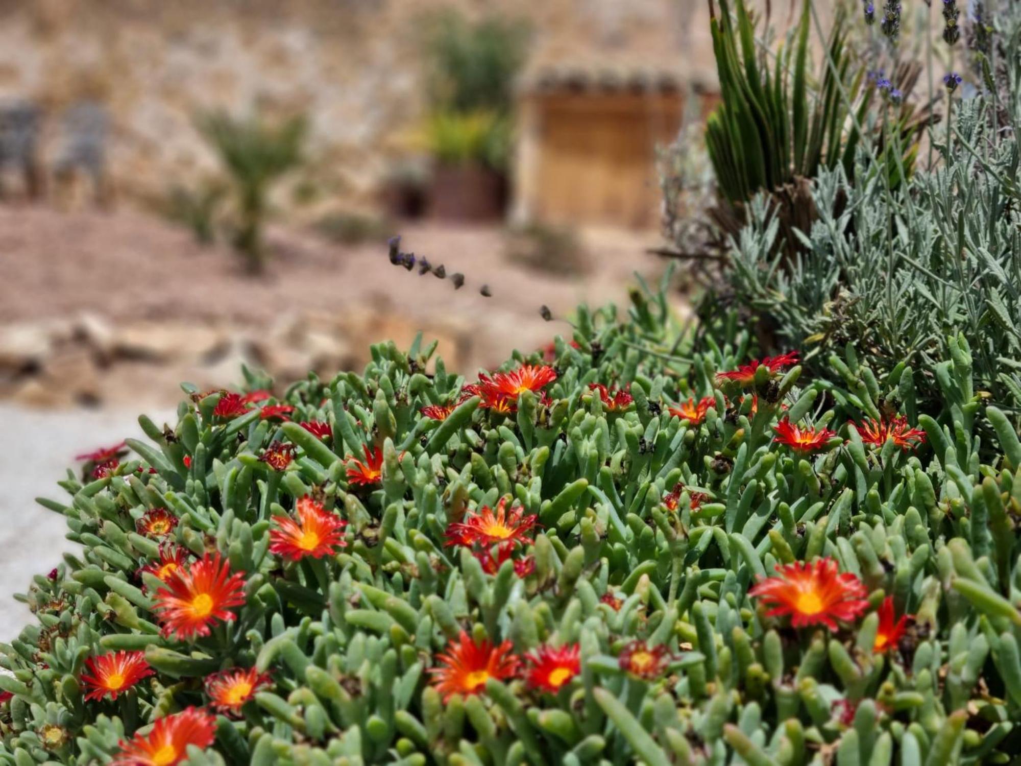 Casa Rodriguillo Bed & Breakfast Pinoso Luaran gambar